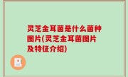 灵芝金耳菌是什么菌种图片(灵芝金耳菌图片及特征介绍)