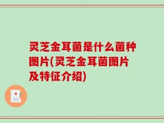灵芝金耳菌是什么菌种图片(灵芝金耳菌图片及特征介绍)