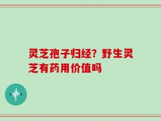 灵芝孢子归经？野生灵芝有药用价值吗