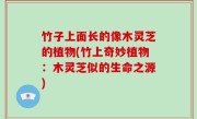 竹子上面长的像木灵芝的植物(竹上奇妙植物：木灵芝似的生命之源)