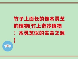 竹子上面长的像木灵芝的植物(竹上奇妙植物：木灵芝似的生命之源)