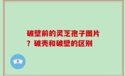 破壁前的灵芝孢子图片？破壳和破壁的区别
