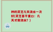 种的灵芝几天浇水一次好(灵芝喜干重口：几天才需浇水？)