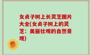 女贞子树上长灵芝图片大全(女贞子树上的灵芝：美丽壮观的自然景观)