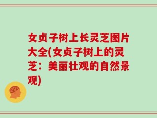 女贞子树上长灵芝图片大全(女贞子树上的灵芝：美丽壮观的自然景观)