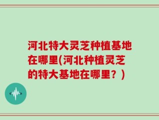 河北特大灵芝种植基地在哪里(河北种植灵芝的特大基地在哪里？)