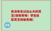 有没有见过这么大的灵芝(惊现奇观！罕见巨型灵芝惊艳亮相)