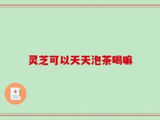 灵芝可以天天泡茶喝嘛