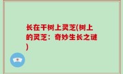 长在干树上灵芝(树上的灵芝：奇妙生长之谜)