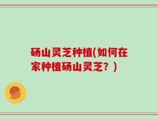 砀山灵芝种植(如何在家种植砀山灵芝？)
