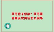 灵芝孢子感染？灵芝菌包里面发黄色怎么回事