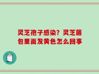 灵芝孢子感染？灵芝菌包里面发黄色怎么回事