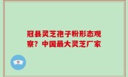 冠县灵芝孢子粉形态观察？中国最大灵芝厂家