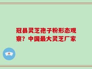 冠县灵芝孢子粉形态观察？中国最大灵芝厂家