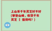 上山采千年灵芝好不好(攀登山峰，收获千年灵芝 – 值得吗？)