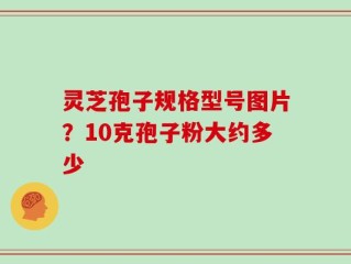 灵芝孢子规格型号图片？10克孢子粉大约多少