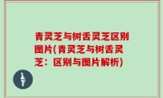 青灵芝与树舌灵芝区别图片(青灵芝与树舌灵芝：区别与图片解析)