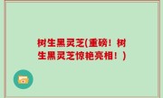 树生黑灵芝(重磅！树生黑灵芝惊艳亮相！)