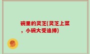 碗里的灵芝(灵芝上菜，小碗大受追捧)