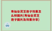 寿仙谷灵芝孢子效果怎么样图片(寿仙谷灵芝孢子图片及效果分享)