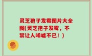 灵芝孢子发霉图片大全图(灵芝孢子发霉，不禁让人唏嘘不已！)