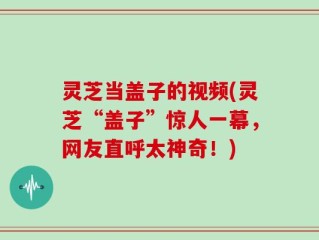 灵芝当盖子的视频(灵芝“盖子”惊人一幕，网友直呼太神奇！)