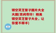 镂空灵芝簪子图片大全大图(世间奇珍！精美镂空灵芝簪子大全，让你爱不释手)