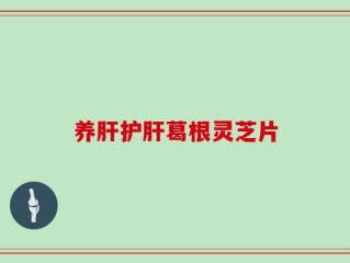 养肝护肝葛根灵芝片