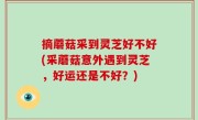 摘蘑菇采到灵芝好不好(采蘑菇意外遇到灵芝，好运还是不好？)