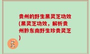 贵州的野生黑灵芝功效(黑灵芝功效，解析贵州黔东南野生珍贵灵芝)