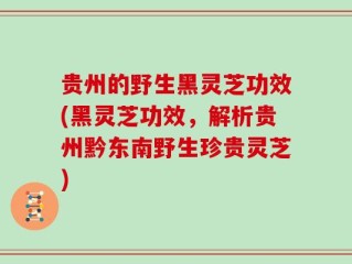 贵州的野生黑灵芝功效(黑灵芝功效，解析贵州黔东南野生珍贵灵芝)