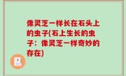 像灵芝一样长在石头上的虫子(石上生长的虫子：像灵芝一样奇妙的存在)