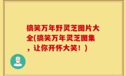 搞笑万年野灵芝图片大全(搞笑万年灵芝图集，让你开怀大笑！)