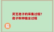 灵芝孢子的采集过程？孢子粉种植全过程