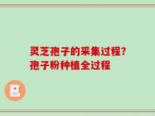 灵芝孢子的采集过程？孢子粉种植全过程