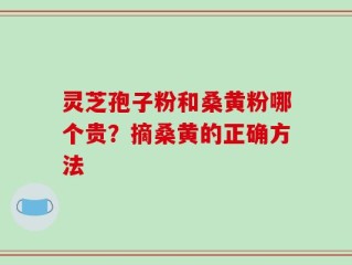 灵芝孢子粉和桑黄粉哪个贵？摘桑黄的正确方法