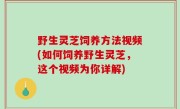 野生灵芝饲养方法视频(如何饲养野生灵芝，这个视频为你详解)