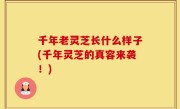 千年老灵芝长什么样子(千年灵芝的真容来袭！)