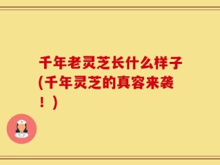 千年老灵芝长什么样子(千年灵芝的真容来袭！)