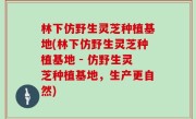 林下仿野生灵芝种植基地(林下仿野生灵芝种植基地 - 仿野生灵芝种植基地，生产更自然)