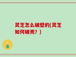 灵芝怎么破壁的(灵芝如何破壳？)