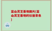 蓝山灵芝基地图片(蓝山灵芝基地的壮丽景色)