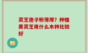 灵芝孢子粉薄厚？种植黑灵芝用什么木种比较好