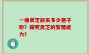 一棵灵芝能采多少孢子粉？探究灵芝的繁殖能力？