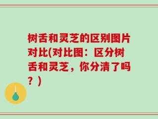 树舌和灵芝的区别图片对比(对比图：区分树舌和灵芝，你分清了吗？)