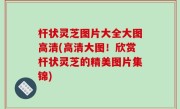 杆状灵芝图片大全大图高清(高清大图！欣赏杆状灵芝的精美图片集锦)