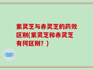 紫灵芝与赤灵芝的药效区别(紫灵芝和赤灵芝有何区别？)