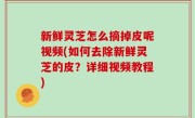 新鲜灵芝怎么摘掉皮呢视频(如何去除新鲜灵芝的皮？详细视频教程)