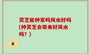 灵芝能种家吗风水好吗(种灵芝会带来好风水吗？)