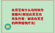 白灵芝有什么功效和作用图片(概括白灵芝功效及作用：解读白灵芝的跨界植物疗法)